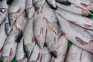 Fishes for sale, Kolkata, West Bengal, India photo