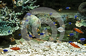 Fishes in Salt Water Aquarium, Japan