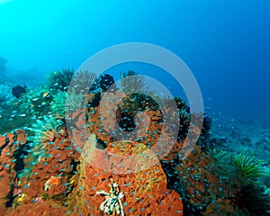 Fishes and Sea Bottom of Ecosystem