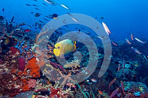 Fishes and Sea Bottom of Ecosystem