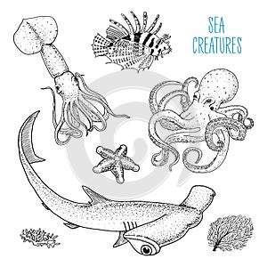 Fishes or sea creature octopus and squid, calamari. red lionfish and great hammerhead shark. engraved hand drawn in old