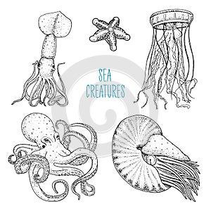 Fishes or seafood or sea creature nautilus pompilius, jellyfish and starfish. octopus and squid, calamari. engraved hand