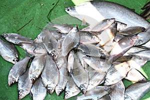 Fishes for Selling in the Local Market