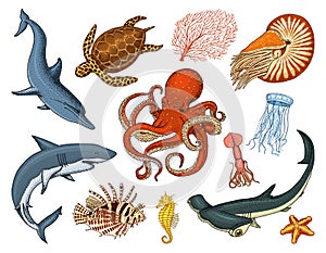 Fishes set or sea creature nautilus pompilius, jellyfish and starfish. octopus and squid, calamari. dolphin and