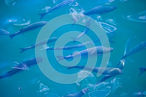 Fishes Swimming on the Ocean photo