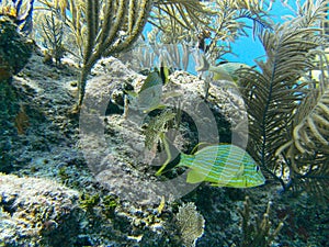 fishes swimming between corals