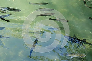 Fishes swimming in green water
