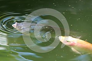 Fishes swimming in lake