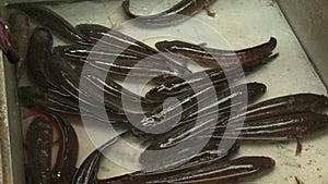 Fishes swimming in low water in the local market