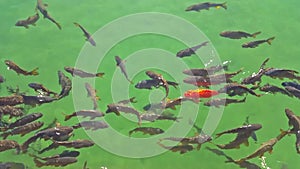 Fishes swimming in a pond with green water and a red fish