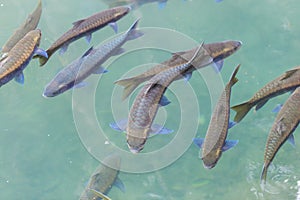 Fishes swimming in water