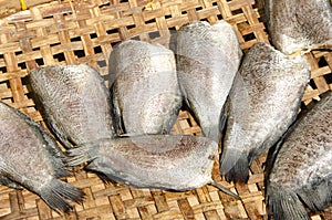 Fishes (Trichogaster pectoralis)