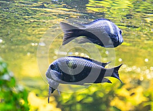 Fishes under water in sunshine