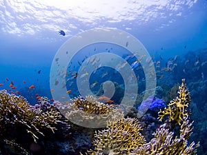 Fishes at Underwater Coral reef