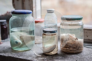 Fishes in the vials at the biological laboratory in Chernobyl ghost town