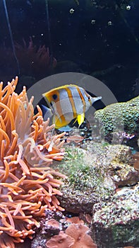 Fishes Yellowstriped Waterwold Corals photo