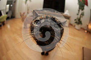Fisheye cat