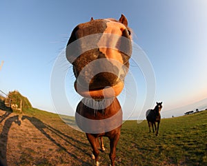 Fisheye lens funny horse photo