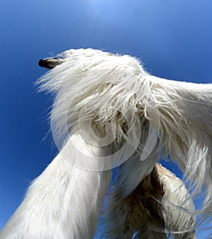 Fisheye lens upview under a borzoi dog, featuring the dog`s chest mane