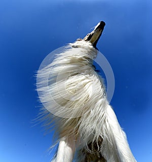 Fisheye lens upview under a borzoi dog, featuring the dog`s chest mane