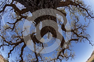 Fisheye Oak Tree