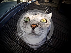 Fisheye shot of british shorthair cat photo
