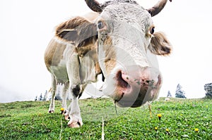 Fisheye shot of a grazing cow