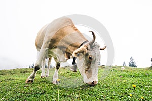 Fisheye shot of a grazing cow