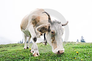 Fisheye shot of a grazing cow