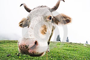 Fisheye shot of a grazing cow