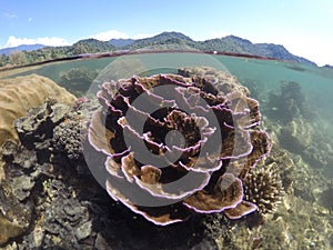 Fisheye shot of Leaf plate montipora (vase coral) underwater against green mountains on a sunny day