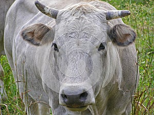 Fisheye view of Cow mammal