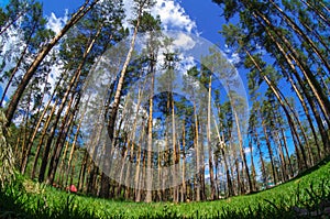 Fisheye view of dense pine tree forest