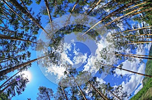 Fisheye view of dense pine tree forest