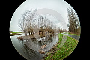 Fisheye view of pollard willows along the water in the Dutch countryside