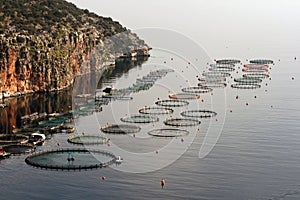 Fishfarm plant photo