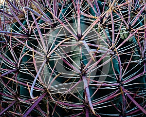 A Fishhook or Arizona cactus closeup taken after a shower showing the red hue to the threatening thorns that is caused by the mois