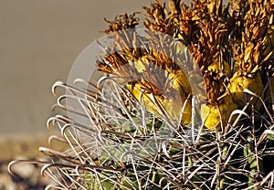 Fishhook barrel cactus