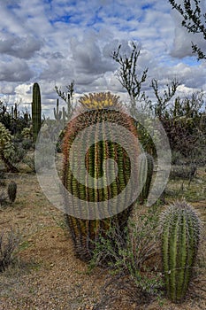 Fishhook barrel cactus