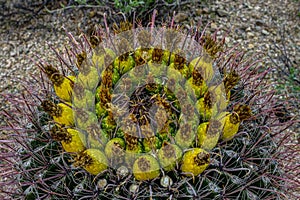 Fishhook barrel cactus