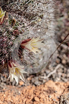 Fishhook cactus Mammilaria dioica photo