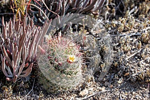Fishhook cactus Mammilaria dioica photo
