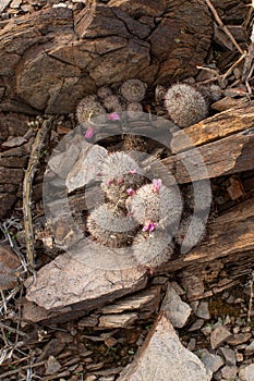 Fishhook cactus pink flower plant