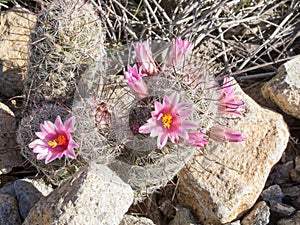 Fishhook Pincushion cactus blooming in AZ desert