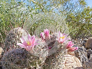 Fishhook Pincushion cactus flowering outdoors AZ