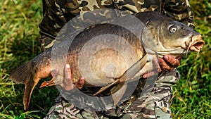 Fishing adventures, carp fishing. Mirror carp Cyprinus carpio, freshwater fish. Angler with a big carp fishing trophy.Sunrise