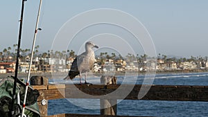 Fishing angling tackle or gear on pier. California USA. Sea ocean seagull bird, rod or spinning.