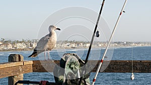 Fishing angling tackle or gear on pier. California USA. Sea ocean seagull bird, rod or spinning.