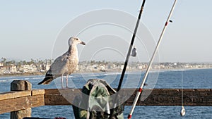 Fishing angling tackle or gear on pier. California USA. Sea ocean seagull bird, rod or spinning.