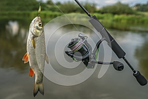 Fishing background of caught chub fish trophy in water